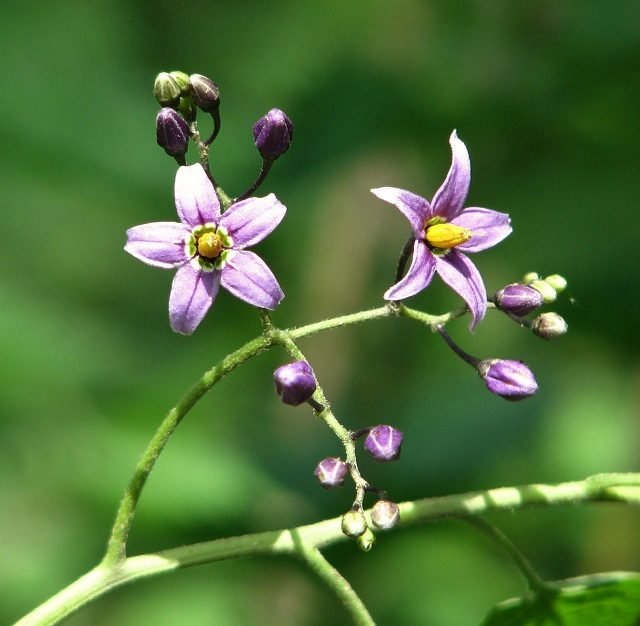 5 Most Dangerous Plants in the World